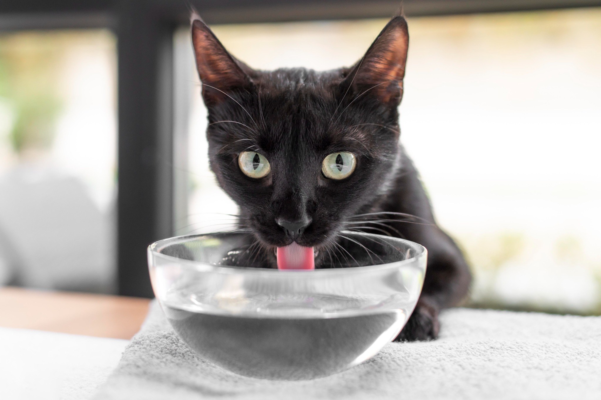 Gato tomando agua