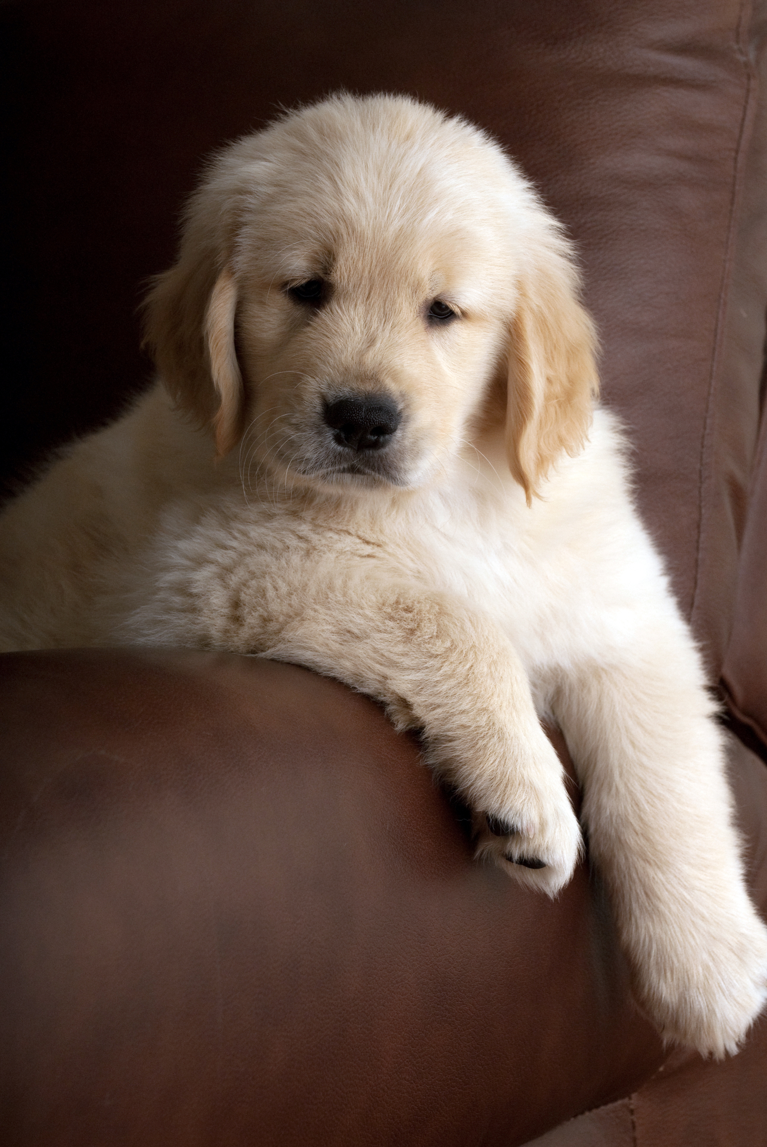 Golden retriever Patas & Caos