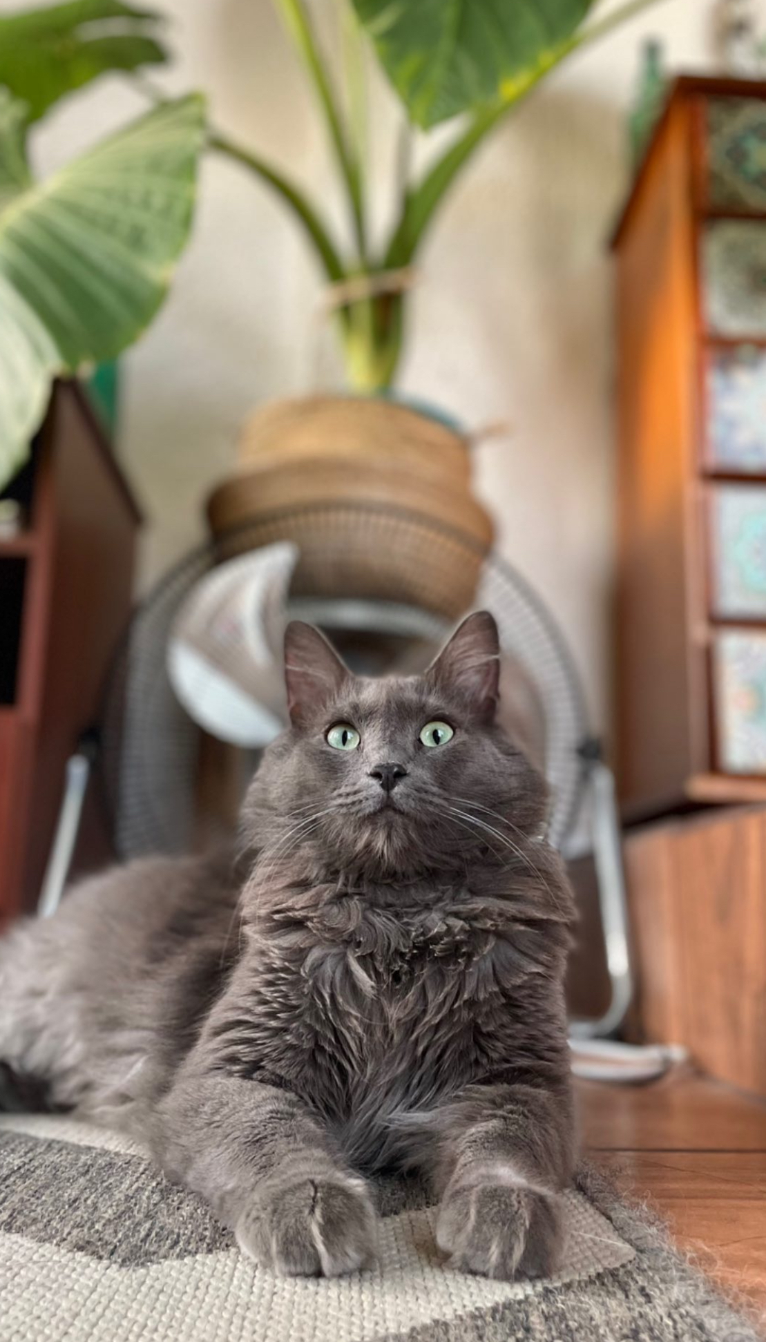 Milo