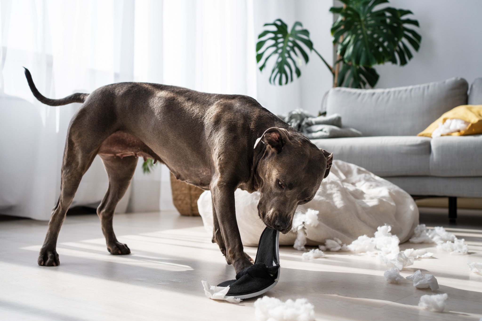 Perro mordiendo un zapato como posible conducta asociada al estrés