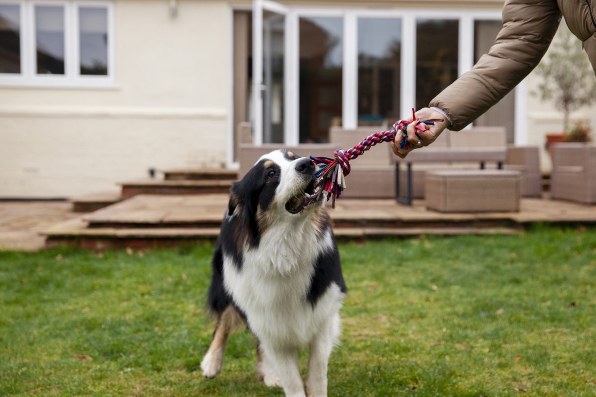 Perro jugando con su dueño