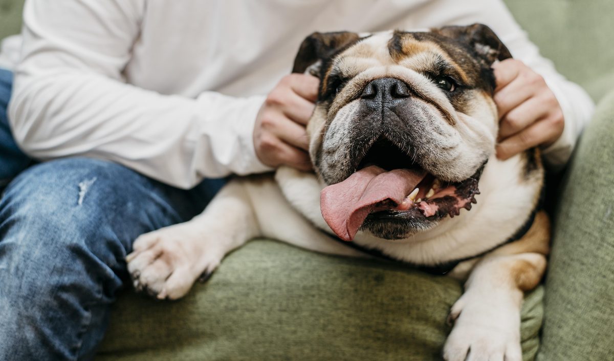 Perro relajado con su dueño