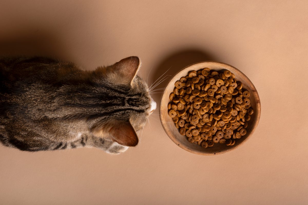 Guía alimentación felina